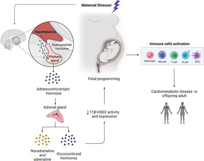 Programming of Vascular Dysfunction by Maternal Stress: Immune System Implications